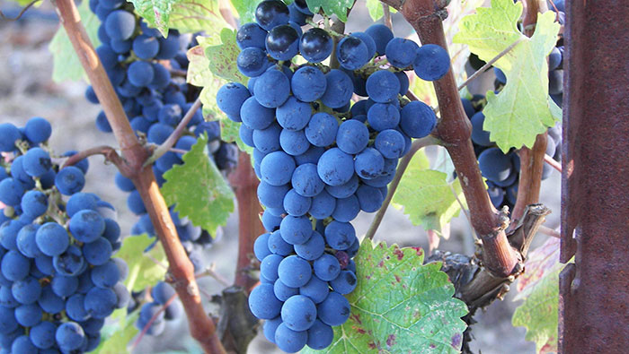 photo of grapes by Veronica Foods