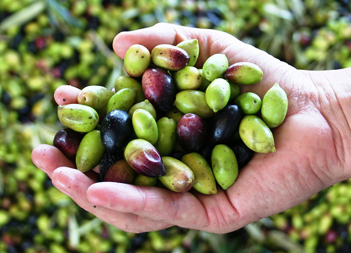 olives in hand photo by Veronica Foods